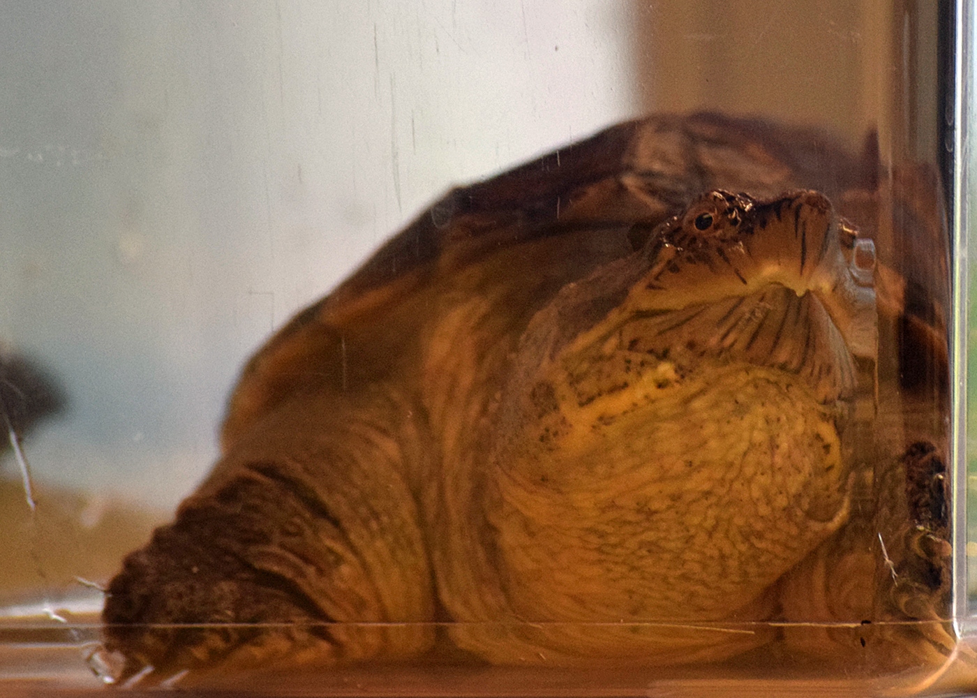 Murdock really enjoyed seeing his reflection in the cage and on the animal cam, which gave kids a closer look at the animal’s features.